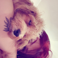 Maltese, Köpek  Mars fotoğrafı