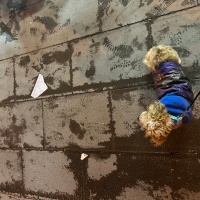 Maltese, Köpek  Mars fotoğrafı