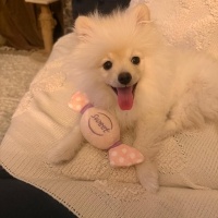 Pomeranyalı, Köpek  Maxim Lui fotoğrafı