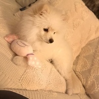 Pomeranyalı, Köpek  Maxim Lui fotoğrafı