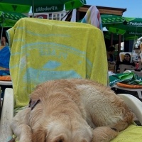 Golden Retriever, Köpek  Eva fotoğrafı