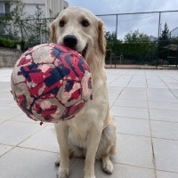 Golden Retriever, Köpek  Eva fotoğrafı