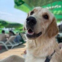 Golden Retriever, Köpek  Eva fotoğrafı