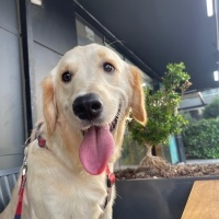 Golden Retriever, Köpek  Eva fotoğrafı