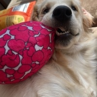Golden Retriever, Köpek  Eva fotoğrafı