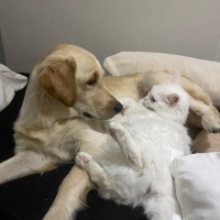 Golden Retriever, Köpek  Eva fotoğrafı