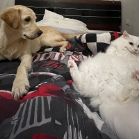 Golden Retriever, Köpek  Eva fotoğrafı