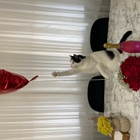 Tekir Kedi, Kedi  MAVİ fotoğrafı