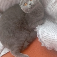 Scottish Fold, Kedi  minik fotoğrafı