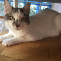 Tekir Kedi, Kedi  Ahu fotoğrafı