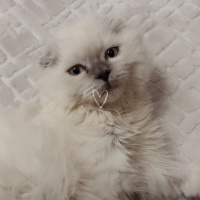 Scottish Fold, Kedi  Boncuk fotoğrafı