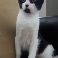 Tuxedo (Smokin) Kedi, Kedi  Simoking fotoğrafı