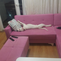 Dogo Arjantin, Köpek  Korsan fotoğrafı