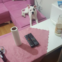 Dogo Arjantin, Köpek  Korsan fotoğrafı
