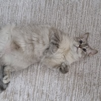 British Shorthair, Kedi  Rio fotoğrafı