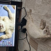 British Shorthair, Kedi  Rio fotoğrafı