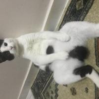 Tekir Kedi, Kedi  Mia fotoğrafı