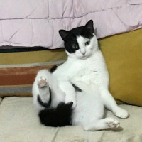 Tekir Kedi, Kedi  Mia fotoğrafı