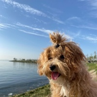 Maltese, Köpek  Suşi fotoğrafı
