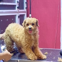 Maltese, Köpek  Suşi fotoğrafı