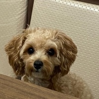 Maltese, Köpek  Suşi fotoğrafı