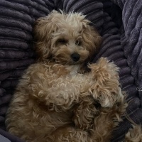 Maltese, Köpek  Suşi fotoğrafı