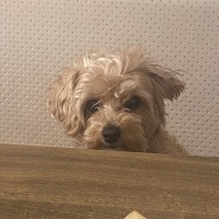 Maltese, Köpek  Suşi fotoğrafı