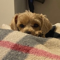 Maltese, Köpek  Suşi fotoğrafı