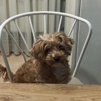 Maltese, Köpek  Suşi fotoğrafı