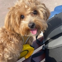 Maltese, Köpek  Suşi fotoğrafı