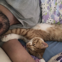 Tekir Kedi, Kedi  Bal fotoğrafı