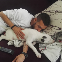 Amerikan Pitbull Terrier, Köpek  Zeus fotoğrafı
