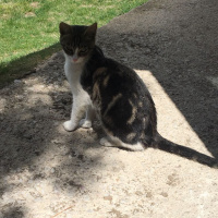 Tekir Kedi, Kedi  Venüs fotoğrafı