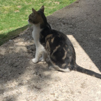 Tekir Kedi, Kedi  Venüs fotoğrafı