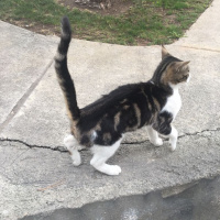 Tekir Kedi, Kedi  Venüs fotoğrafı