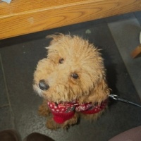Poodle (Minyatür Kaniş), Köpek  Kaju fotoğrafı