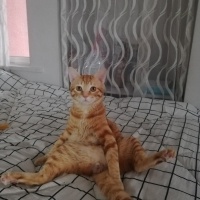 Sarman, Kedi  Abidin fotoğrafı