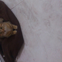 Tekir Kedi, Kedi  Bamya fotoğrafı