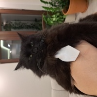 British Longhair, Kedi  BAGHEERA fotoğrafı