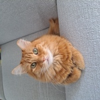 Sarman, Kedi  BONCUK fotoğrafı