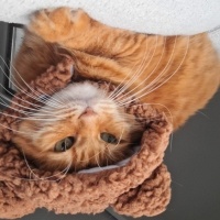 Sarman, Kedi  BONCUK fotoğrafı