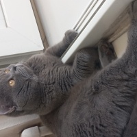 British Shorthair, Kedi  Paşa fotoğrafı