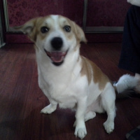 Jack Russell Terrier, Köpek  Rocky fotoğrafı