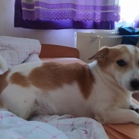 Jack Russell Terrier, Köpek  Rocky fotoğrafı