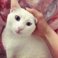 Van Kedisi, Kedi  Paşam fotoğrafı