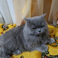British Longhair, Kedi  Luna fotoğrafı