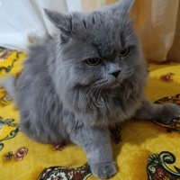 British Longhair, Kedi  Luna fotoğrafı