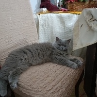 British Longhair, Kedi  Luna fotoğrafı