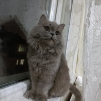 British Longhair, Kedi  Luna fotoğrafı