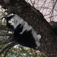 Tuxedo (Smokin) Kedi, Kedi  Tüllü fotoğrafı